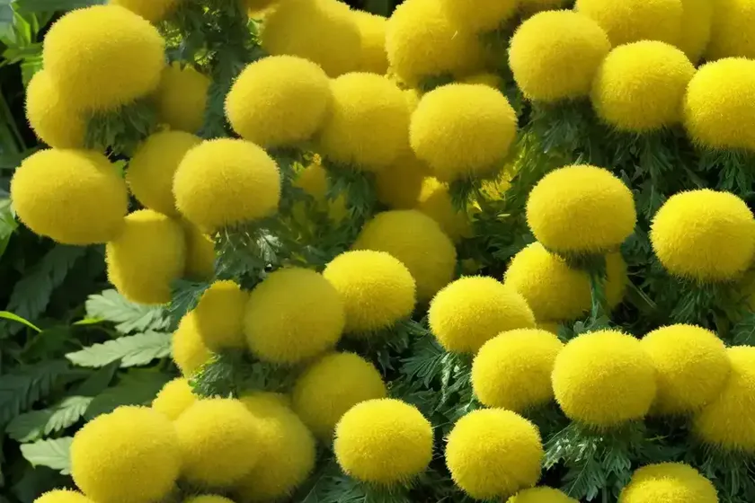 Sonchus leptocephalus (sonchus leptocephalus) — photo 3