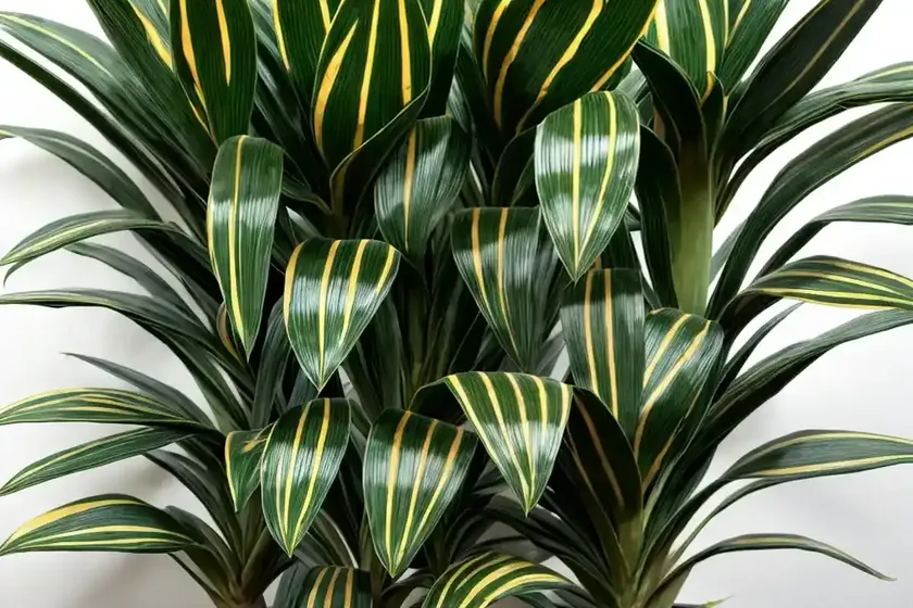 Song of india (dracaena reflexa ‘variegata’) — photo 2