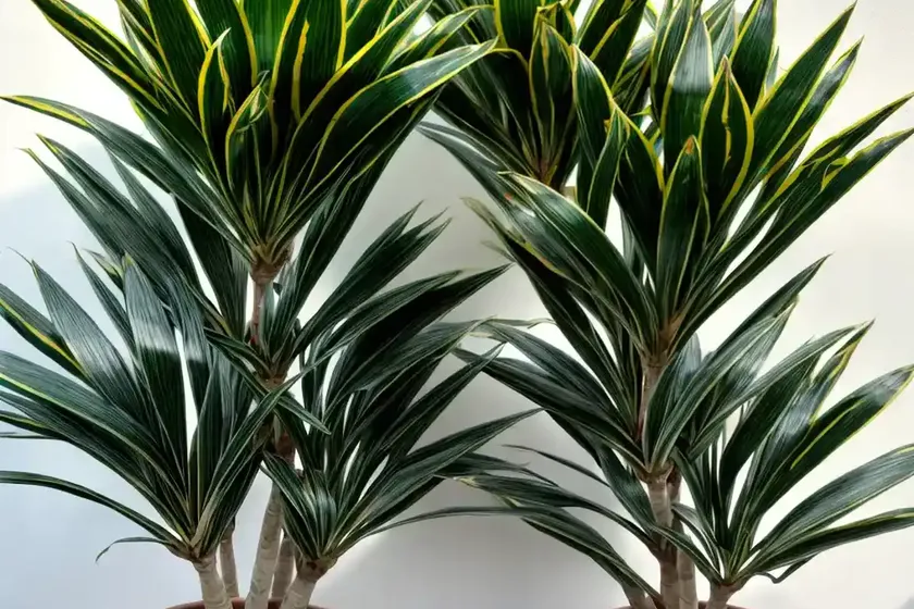 Song of india (dracaena reflexa ‘variegata’) — photo 3