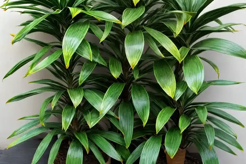 Song of india plant (dracaena reflexa variegata) — photo 2