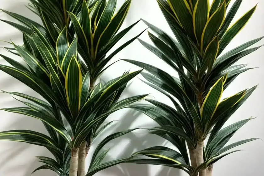 Song of india plant (dracaena reflexa variegata) — photo 3