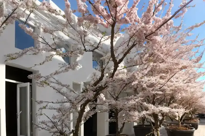 Sour cherry (prunus cerasus) — photo 2