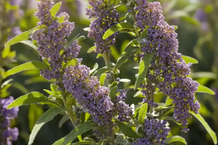 South african sage wood (buddleja salviifolia) — photo 2