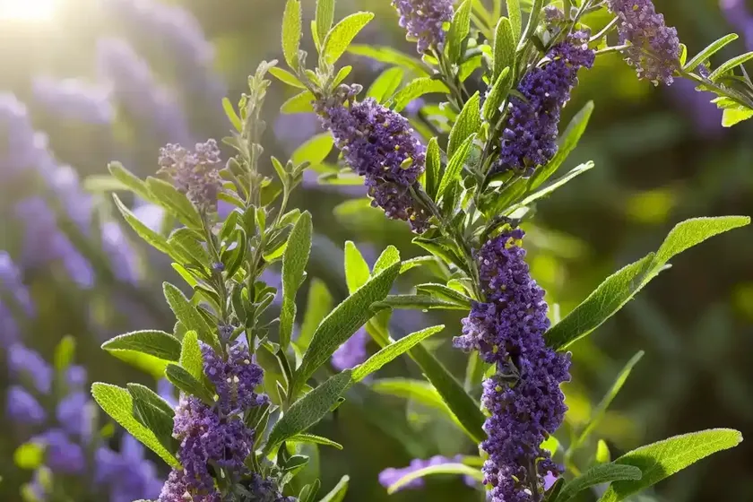 South african sage wood (buddleja salviifolia) — photo 3