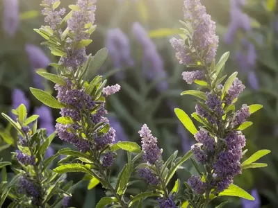 South African Sage Wood (Buddleja Salviifolia)