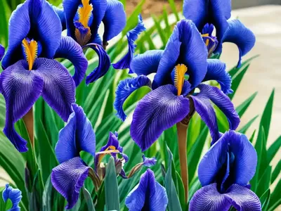Southern Blue Flag (Iris Virginica Var. Shrevei)