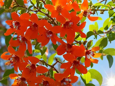 Southern Bush Honeysuckle (Diervilla ‘G2X88544’ KODIAK ORANGE)