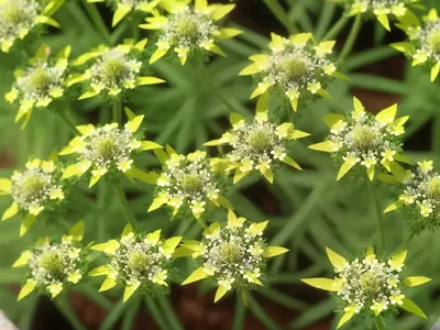 Southern Cleavers (Galium Verrucosum)