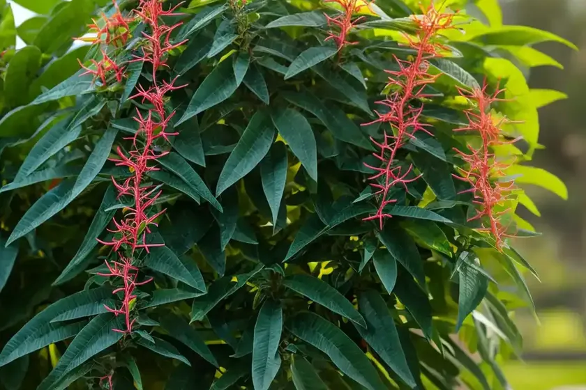 Southern living plants (lime sizzler firebush) — photo 2