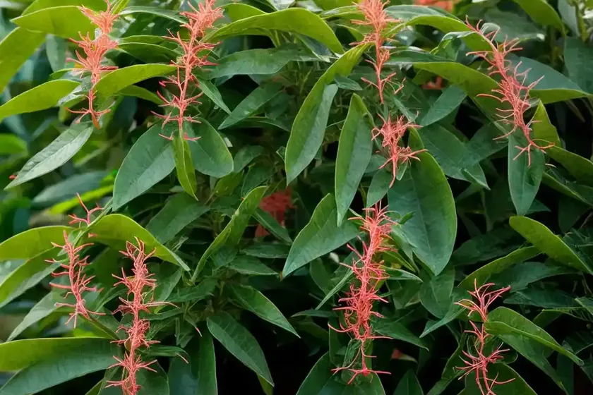 Southern living plants (lime sizzler firebush) — photo 3