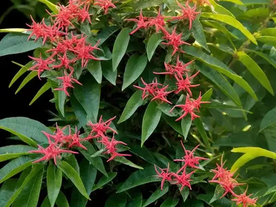 Southern Living Plants (Lime Sizzler Firebush)