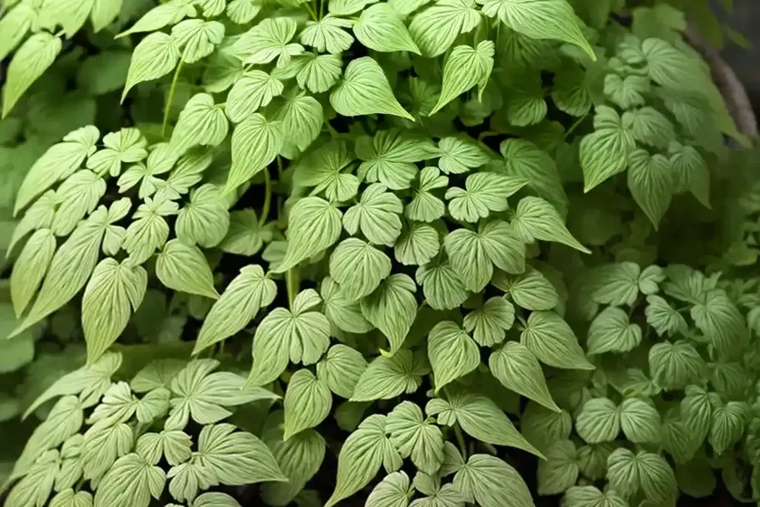 Southern maidenhair fern (adiantum capillus-veneris) — photo 2
