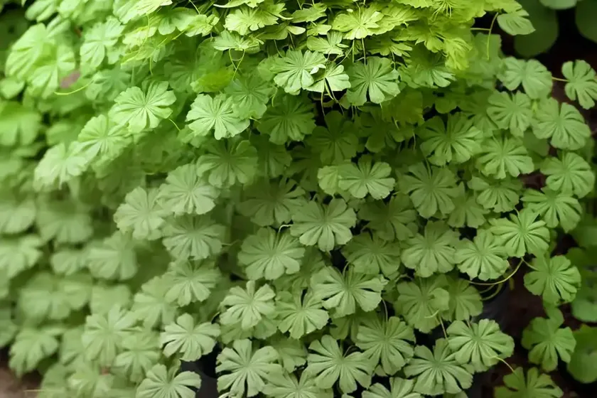 Southern maidenhair fern (adiantum capillus-veneris) — photo 3
