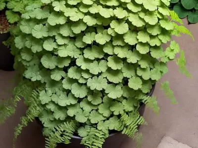 Southern Maidenhair Fern (Adiantum Capillus-veneris)