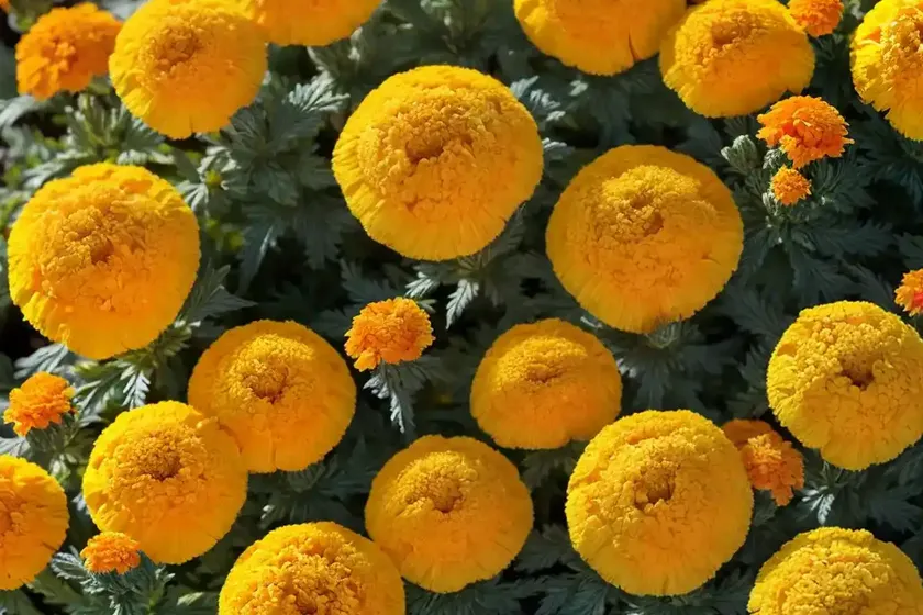 Southern marigold (tagetes minuta) — photo 3