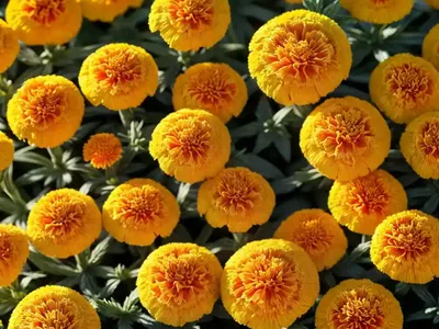 Southern Marigold (Tagetes Minuta)