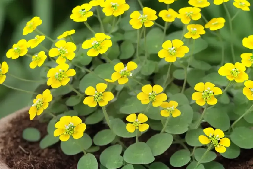 Southern medic (medicago turbinata) — photo 3
