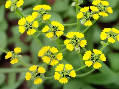 Southern Medic (Medicago Turbinata)