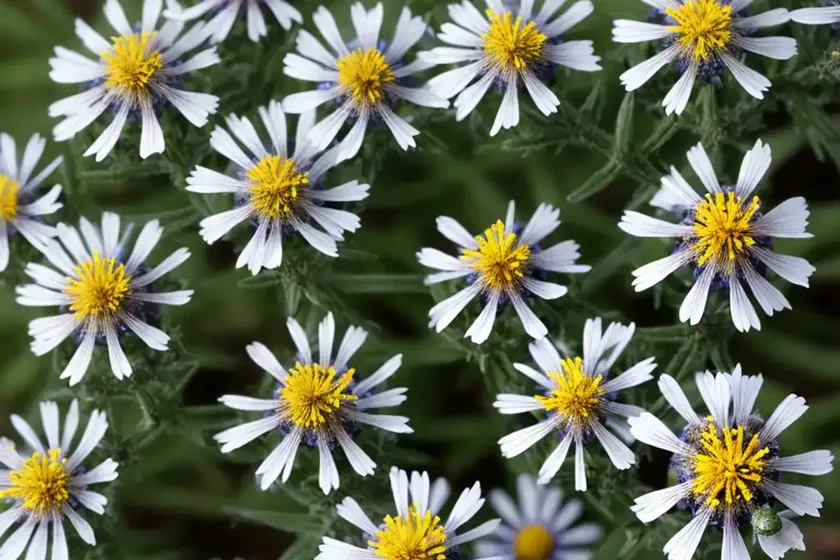 Southern prairie aster (eurybia hemispherica) — photo 2