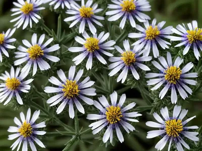Southern Prairie Aster (Eurybia Hemispherica)