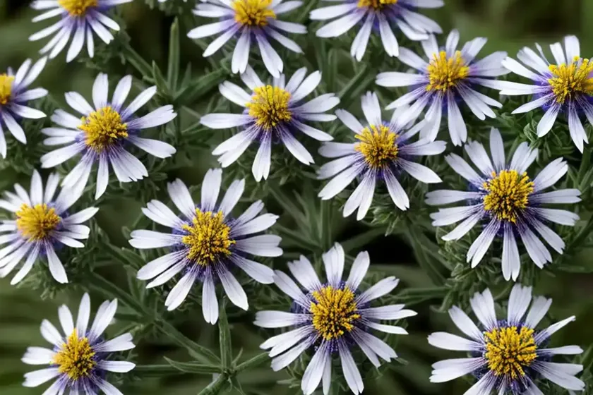 Southern prairie aster (eurybia hemispherica)