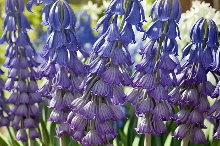Spanish bluebell (hyacinthoides hispanica) — photo 3