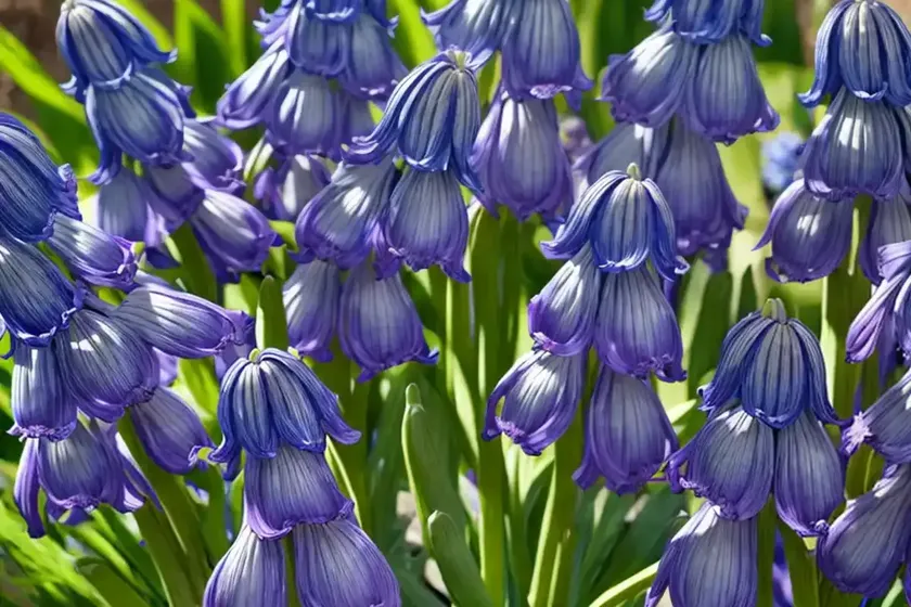 Spanish bluebell (hyacinthoides hispanica) — photo 2