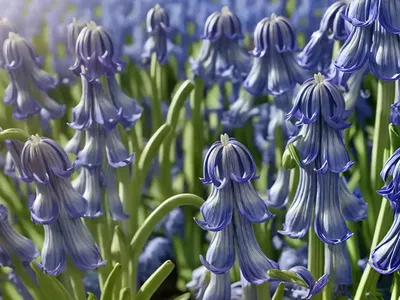 Spanish Bluebell (Hyacinthoides Hispanica)