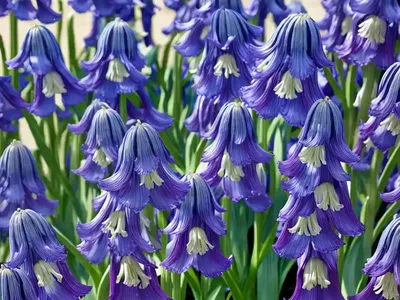 Spanish Bluebell (Hyacinthoides Hispanica ‘Excelsior’)