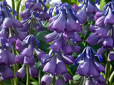 Spanish Bluebell (Hyacinthoides Hispanica ‘Rose Queen’)