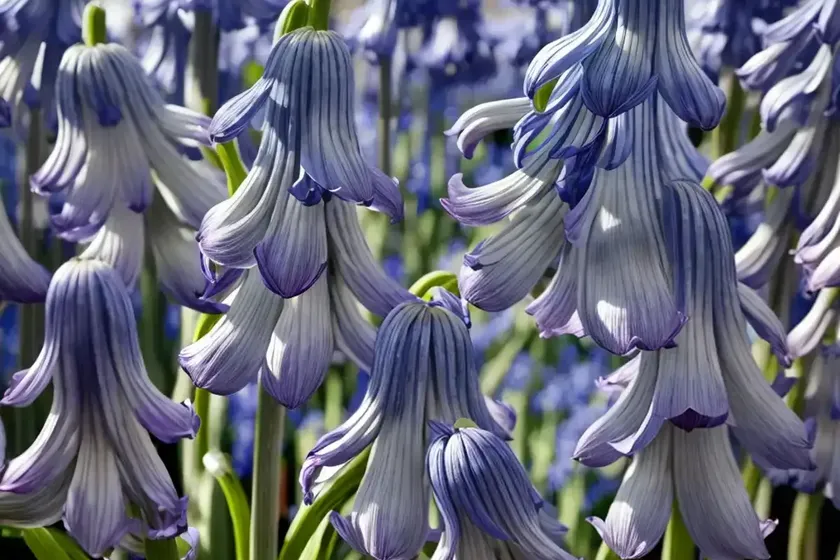 Spanish bluebell (hyacinthoides hispanica ‘white city’) — photo 3