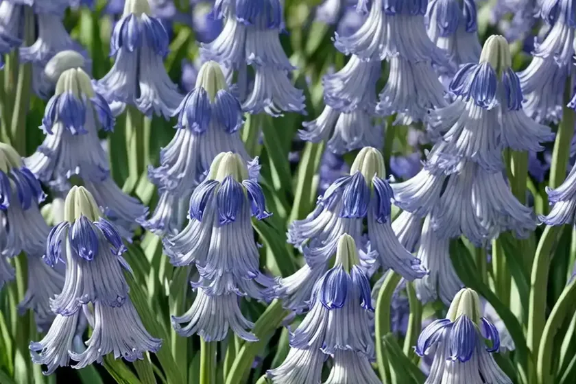 Spanish bluebell (hyacinthoides hispanica ‘white triumphator’) — photo 2