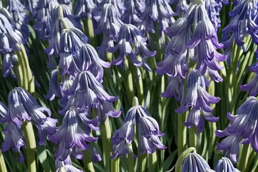 Spanish bluebell (hyacinthoides hispanica ‘white triumphator’) — photo 3
