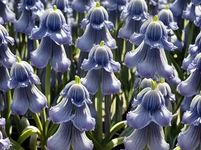 Spanish Bluebell (Hyacinthoides Hispanica ‘White Triumphator’)