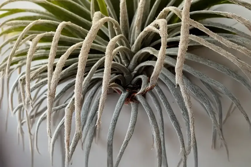 Spanish moss (tillandsia usneoides) — photo 2