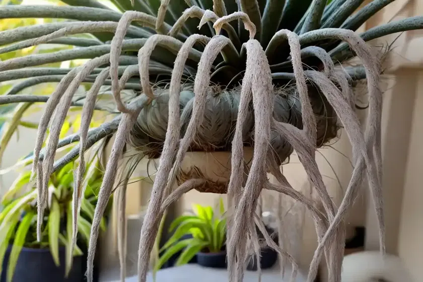 Spanish moss (tillandsia usneoides) — photo 3