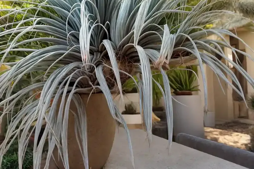 Spanish moss (tillandsia usneoides) — photo 2