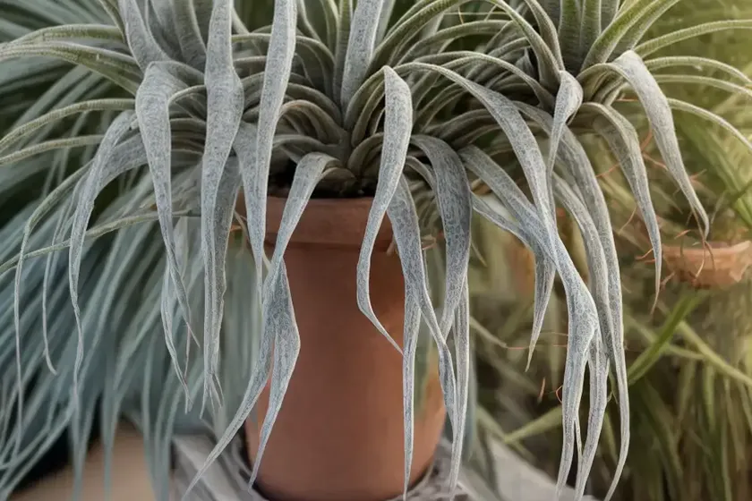 Spanish moss (tillandsia usneoides) — photo 3