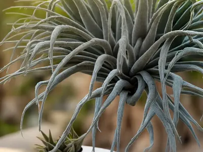 Spanish Moss (Tillandsia Usneoides)