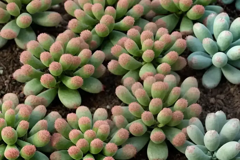 Spanish stonecrop (sedum hispanicum) — photo 3