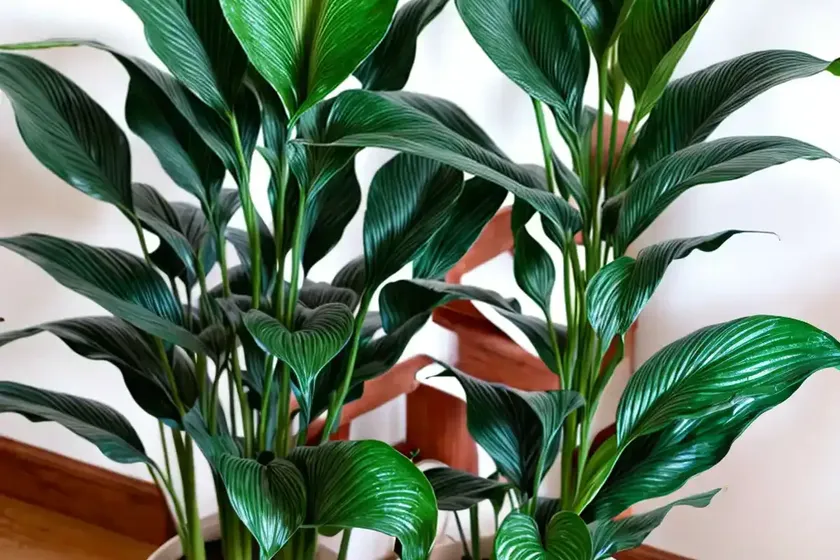 Spathiphyllum hybrid (variegated peace lily ‘domino’) — photo 2