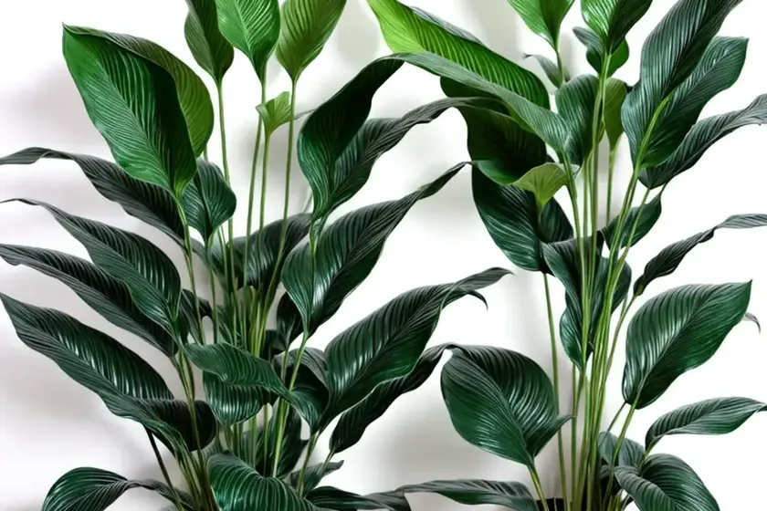 Spathiphyllum (peace lily) — photo 3