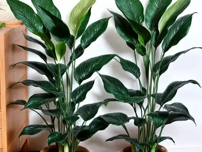 Spathiphyllum (Peace Lily)
