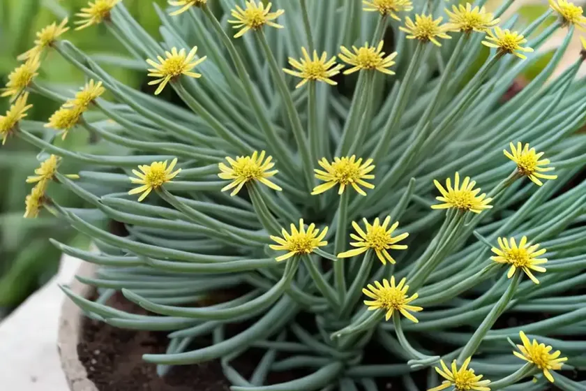 Spear head (senecio kleiniiformis)
