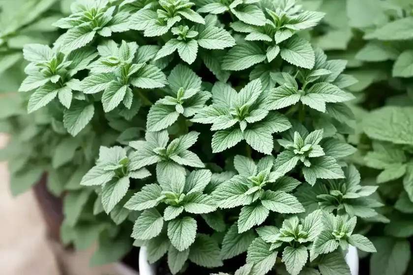 Spearmint (mentha spicata) — photo 2