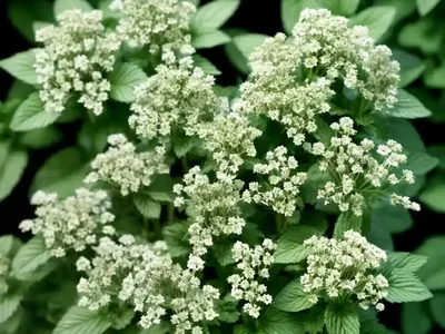 Spearmint (Mentha Spicata)