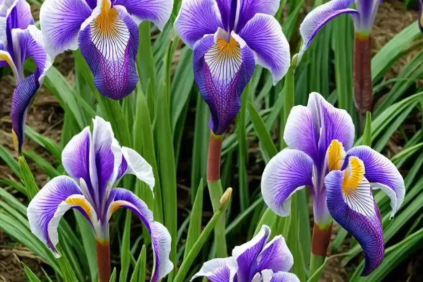 Species iris (iris spuria subsp. carthaliniae) — photo 3