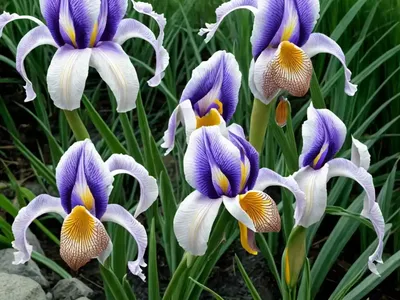 Species Iris (Iris Spuria Subsp. Carthaliniae)
