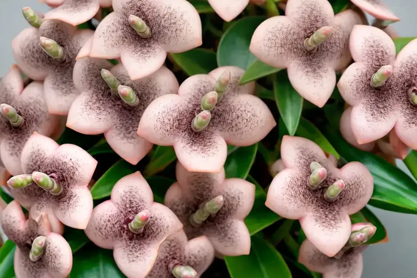 Speckled wax plant (hoya pubicalyx ‘speckled’) — photo 2