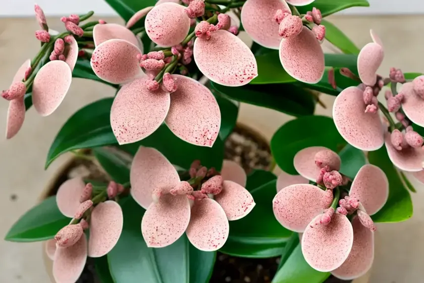 Speckled wax plant (hoya pubicalyx ‘speckled’) — photo 3